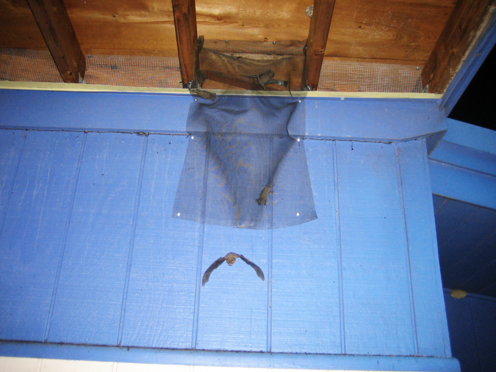 Bat Exclusion Net; DIY Bat Removal