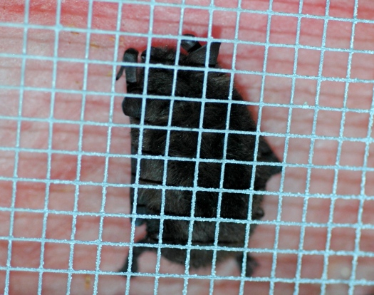 Bat On Insulation;Baby Bats In Attic