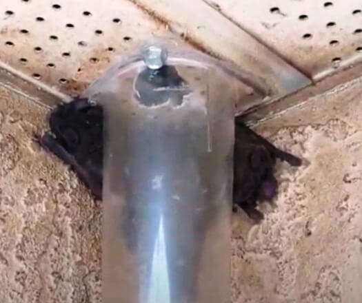 Bat Removal Using Bat Cones