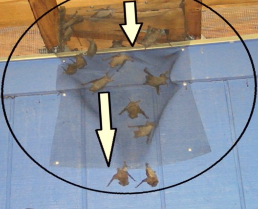 Bats Enter And Exit Your Home; Know About Bats In Attic