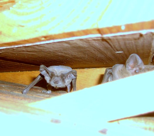 Bats In Attic; Do Bat Repellent Work
