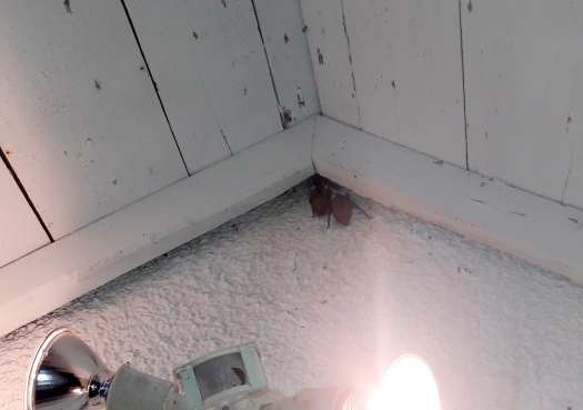 Bats On Roof Corner; Bats Finding Steps