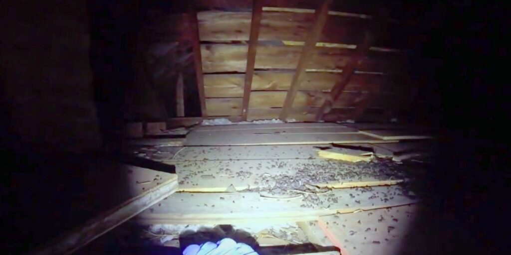 attic inspection