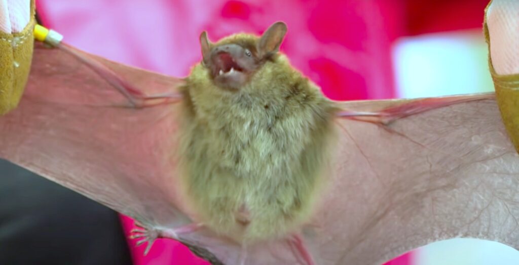 bat body; Bat Pest Control