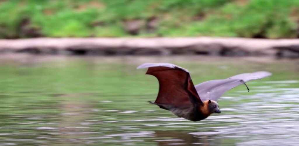 bat drinking water; Bats Drink Water