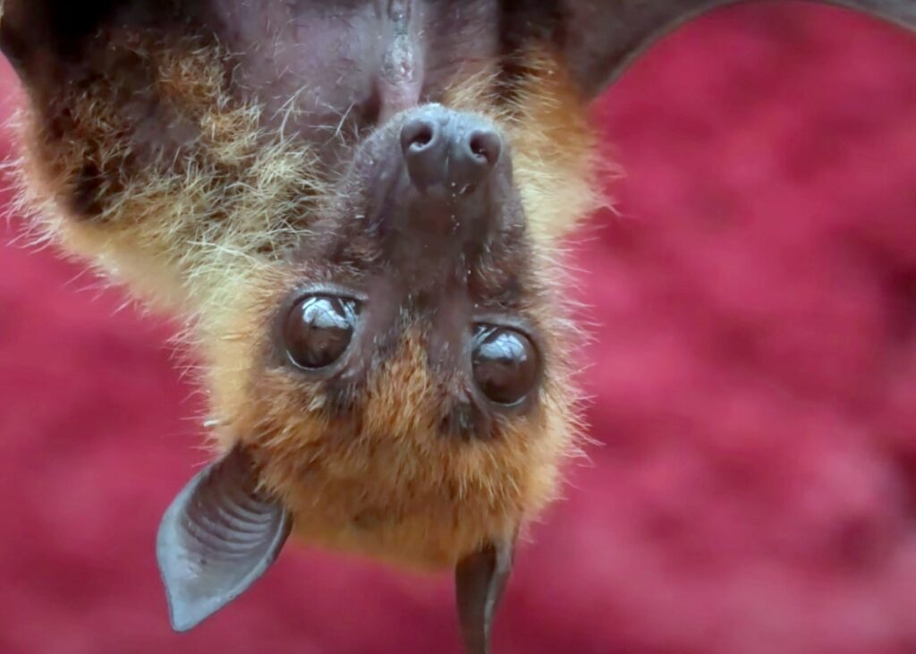 bat face