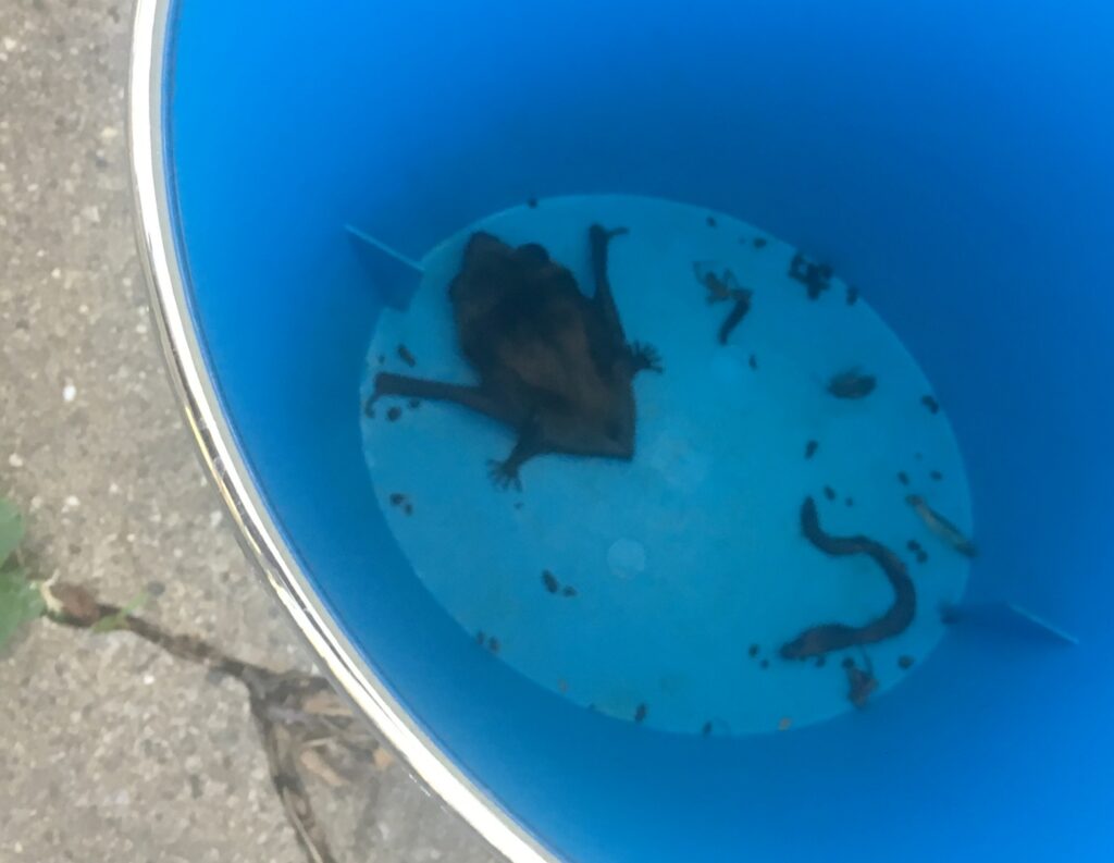 bat in bucket; Relocate Bats