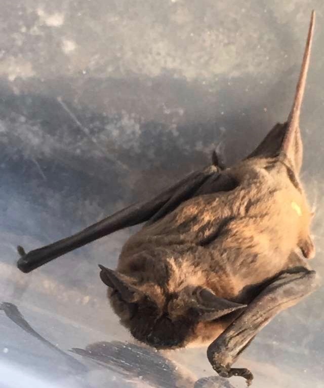 bat in container