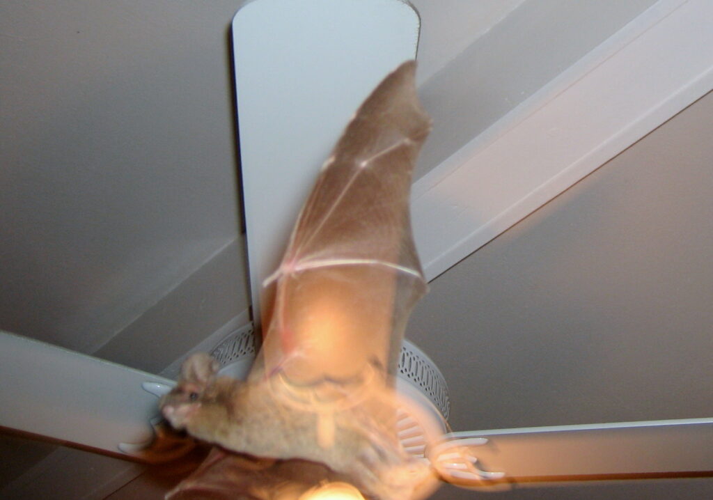 Bats Avoid Light