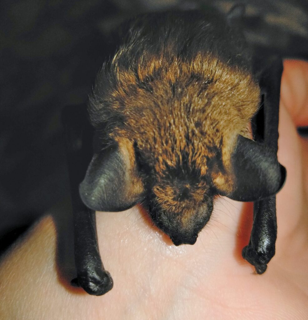 bat on hand;Bugs Bat Eat