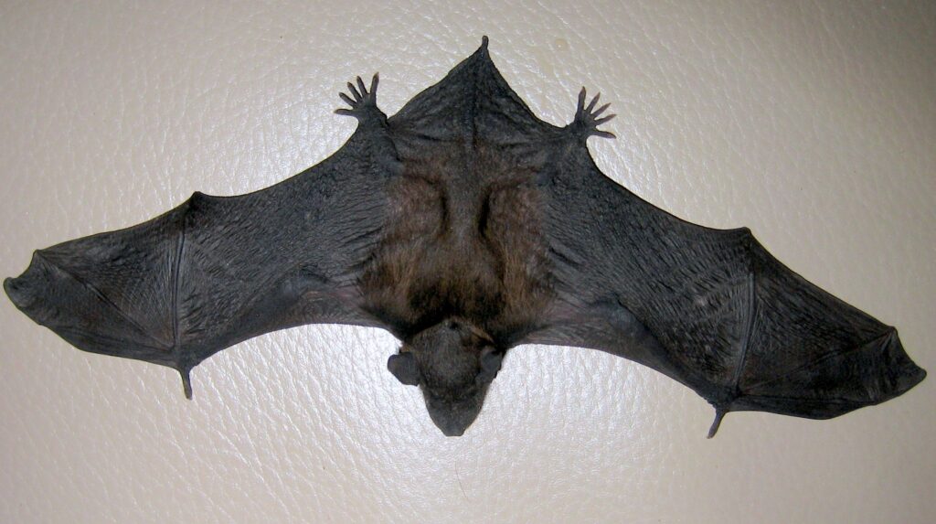 bat on wall; Bat House