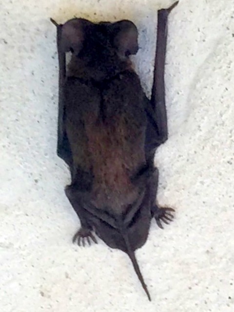 Bats Deterrent