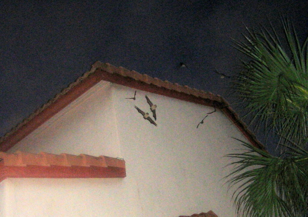 bats flying near house