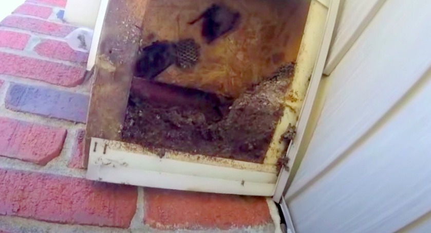 bats in chimney; Necessary Equipment To Exclude Bats