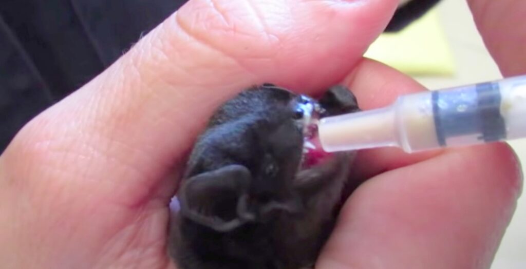 feeding bat; Wildlife Rehabilitators and Bats