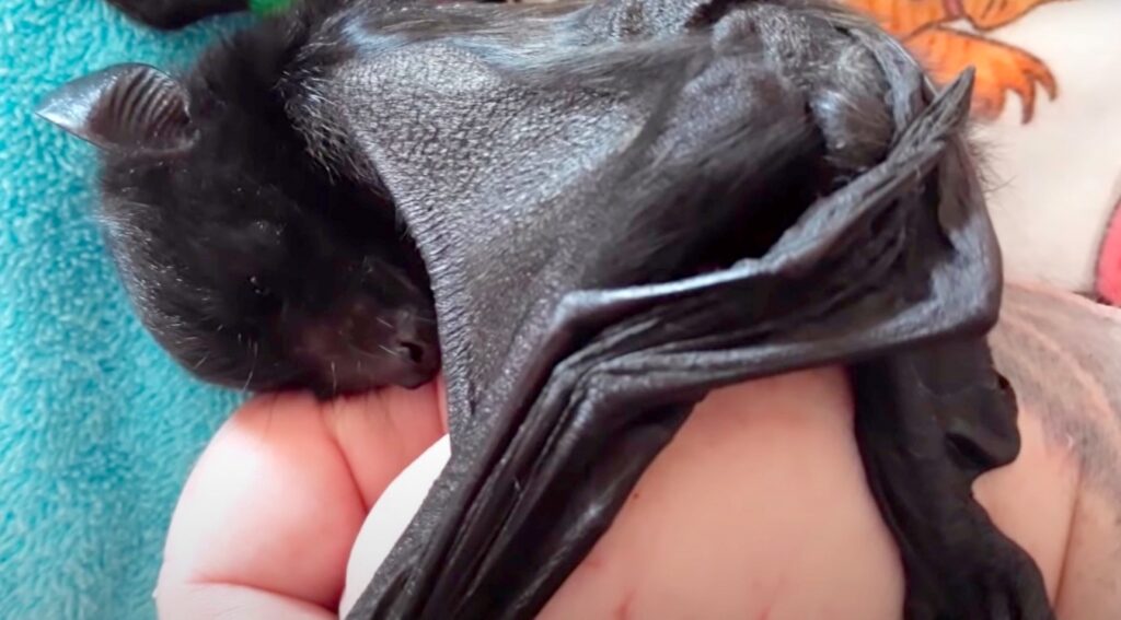 Bat As Pet