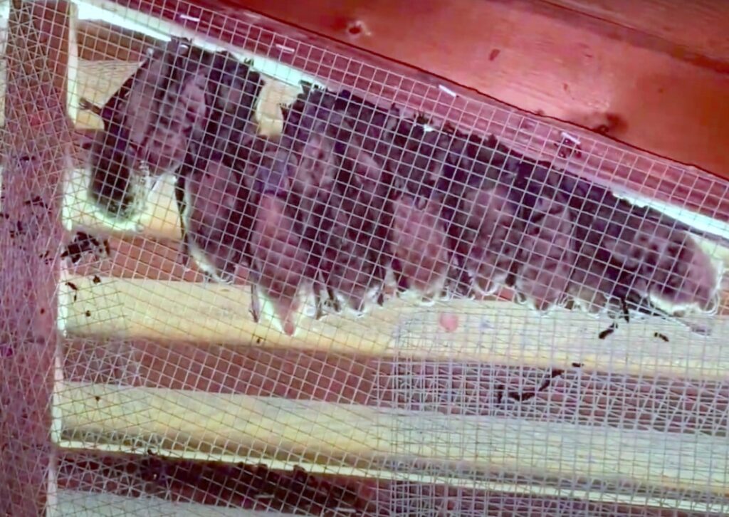 roost of bats in attic