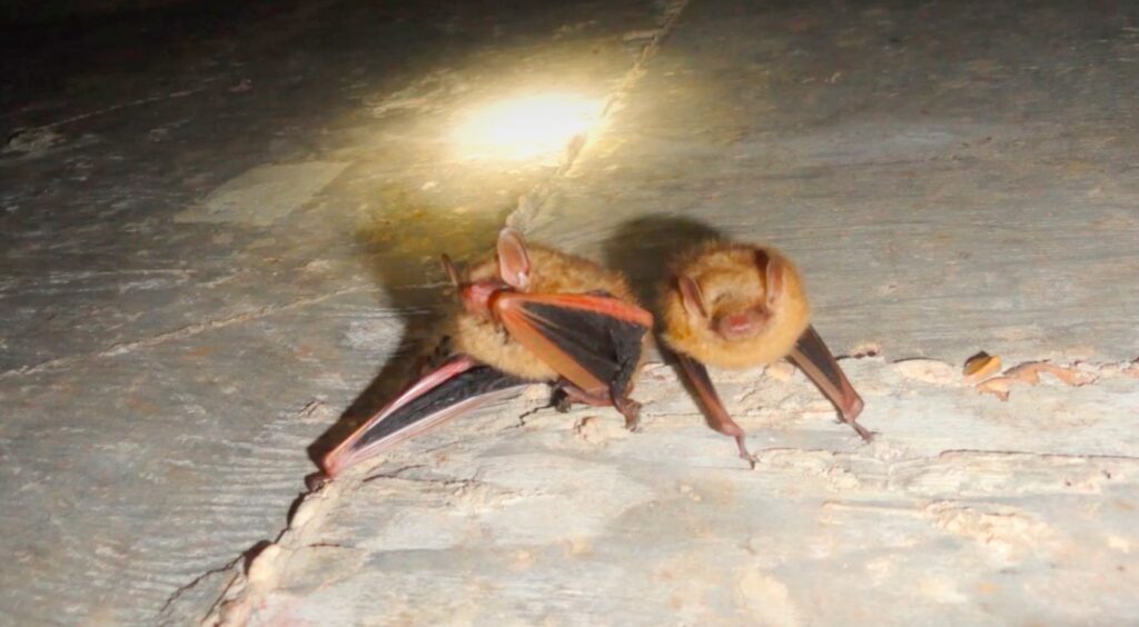 Bat Species In United States