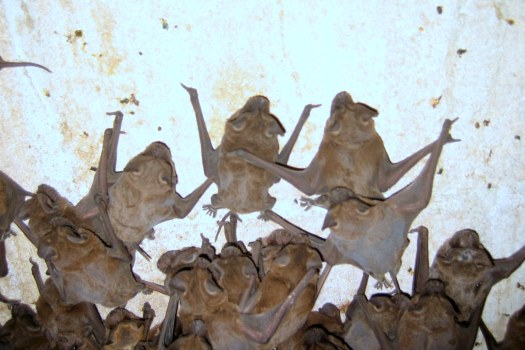 Bat Colony On Wall; Bat Removal Steps