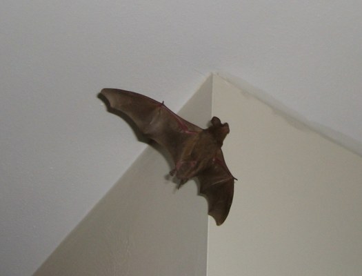 Bat In Home; Bats Finding Steps
