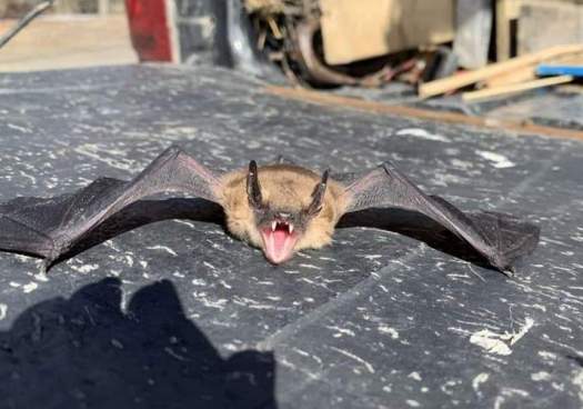 Bats Chew On Wires