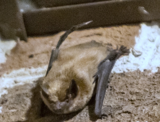 Bats In Chimney; Know About Bats In Attic