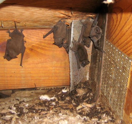 Bats Roosting In Attic;Bat Removal Tips From Attic