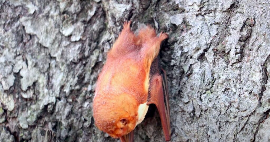 Eastern red bat; Bat Species In United States