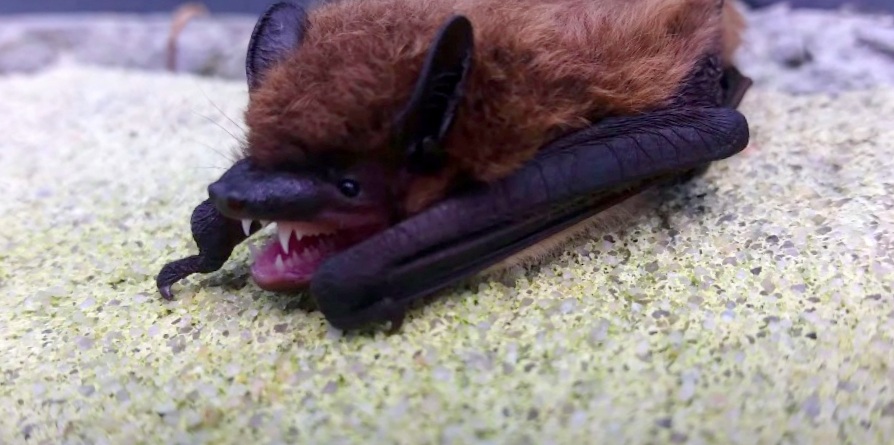Endangered Bat Species