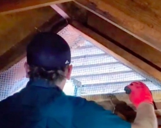 Exclusion Screen; Bat Removal Tips From Attic