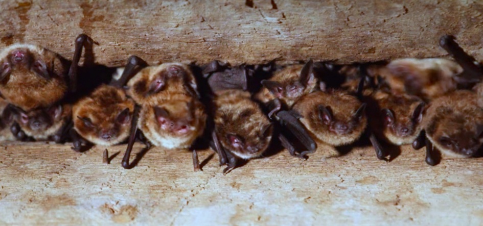 Little brown bat maternity colony