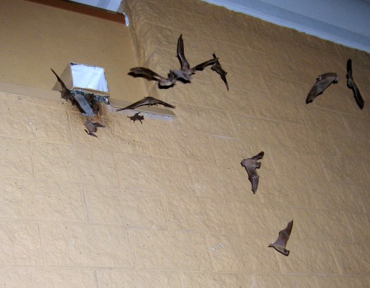 One-Way Bat Exclusion; Bat Noise In Attic