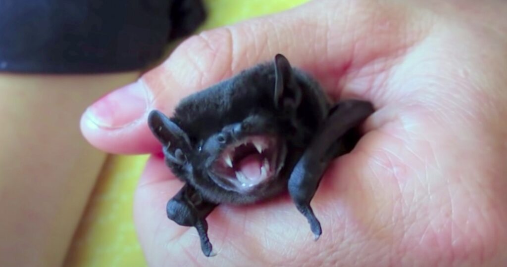 baby bat; Bats Birth