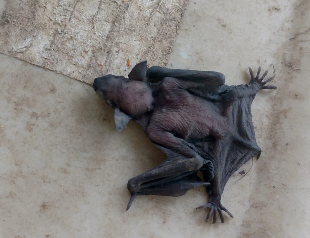 Baby Bats Fly