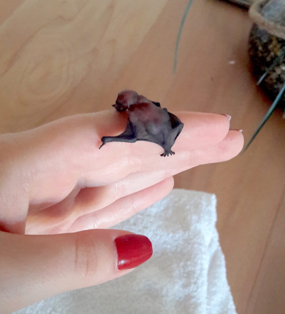 baby bat on hand; Bat As Pet