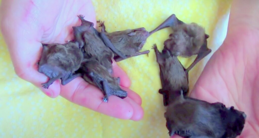 baby bats; Bat Maternity Season