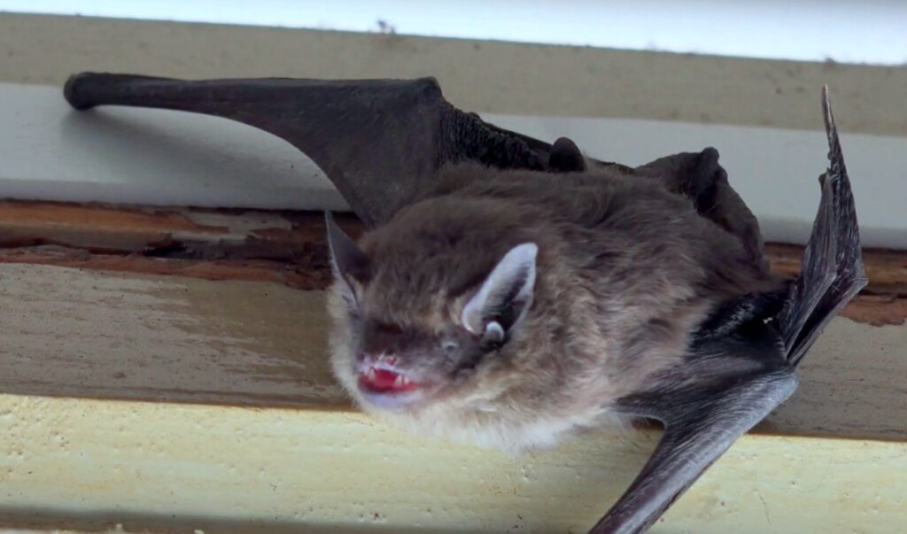 bat appearance (1)