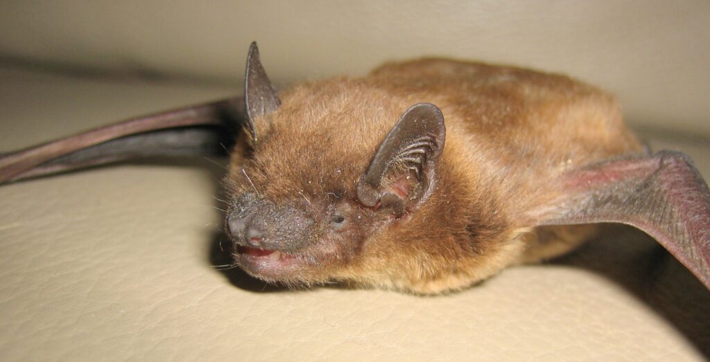Endangered Bat Species
