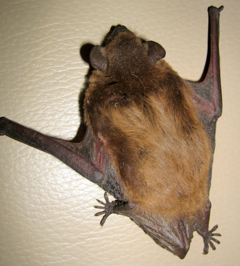 Bats Birth