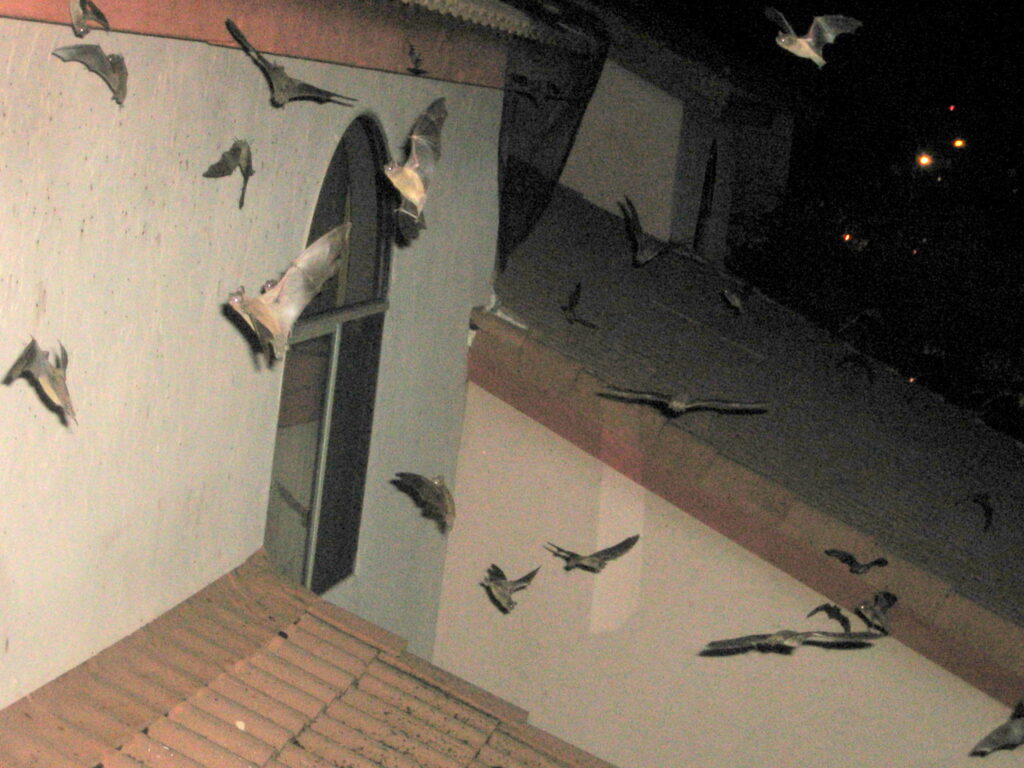 bat colony flying