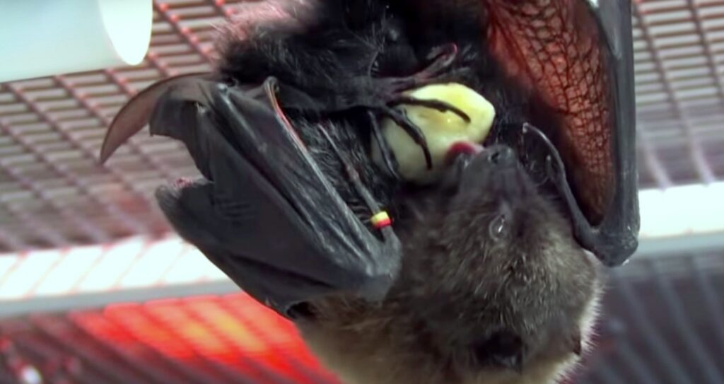 bat eating; What Do Bats Eat