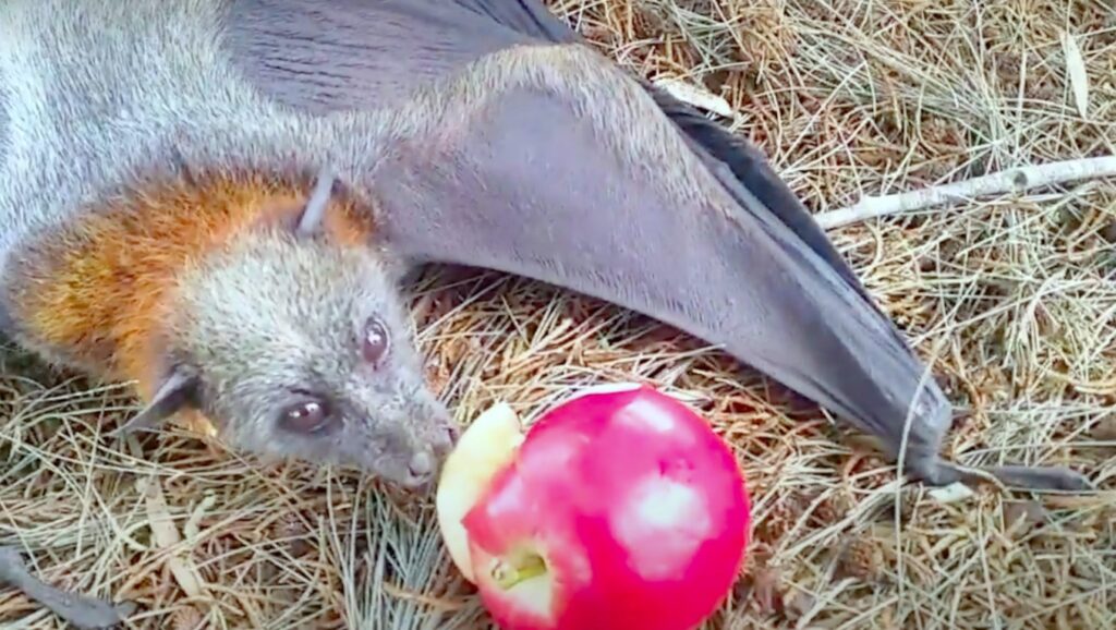 bat eating fruit; What Do Bats Eat