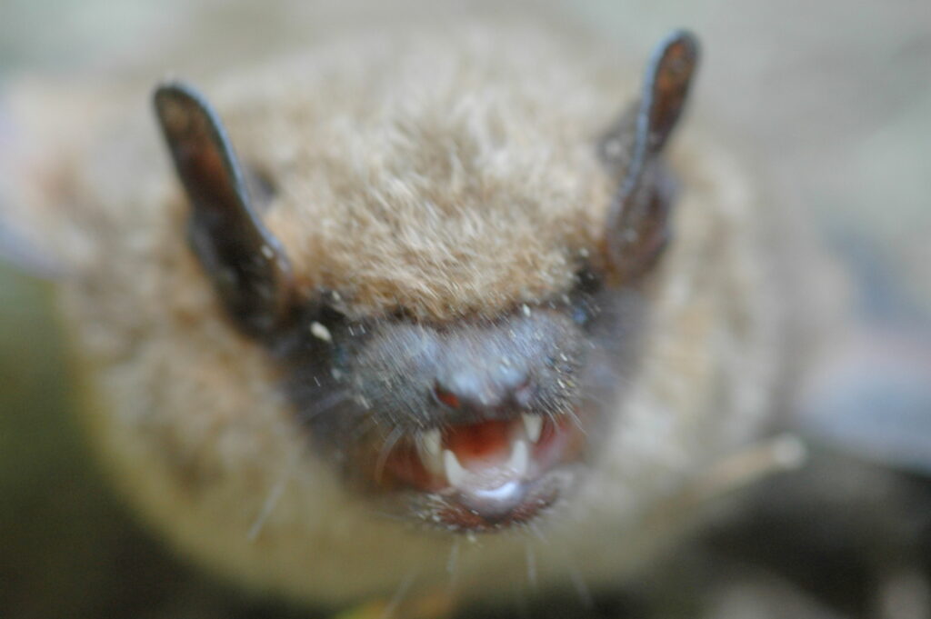 bat face closeup; Bat Chew