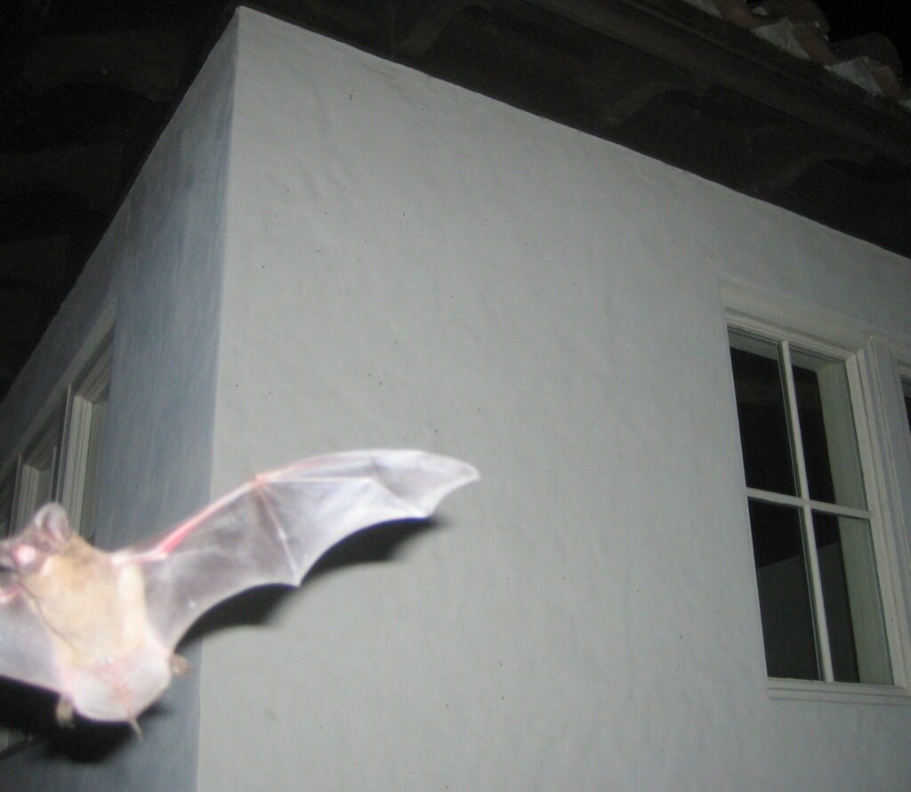 bat flying closeup; Bats Hibernate