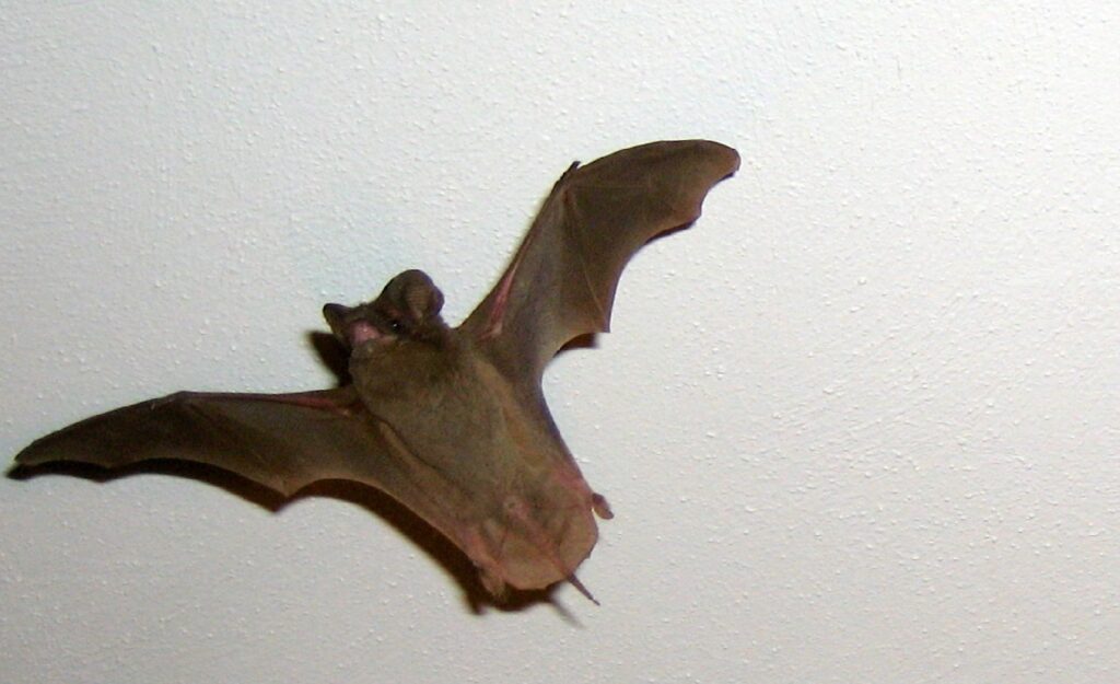 bat flying indoors