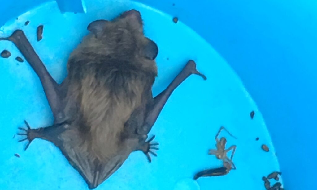 bat in bucket closeup; Bat Caught In House