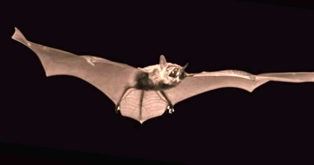 bat in flight; Histoplasmosis