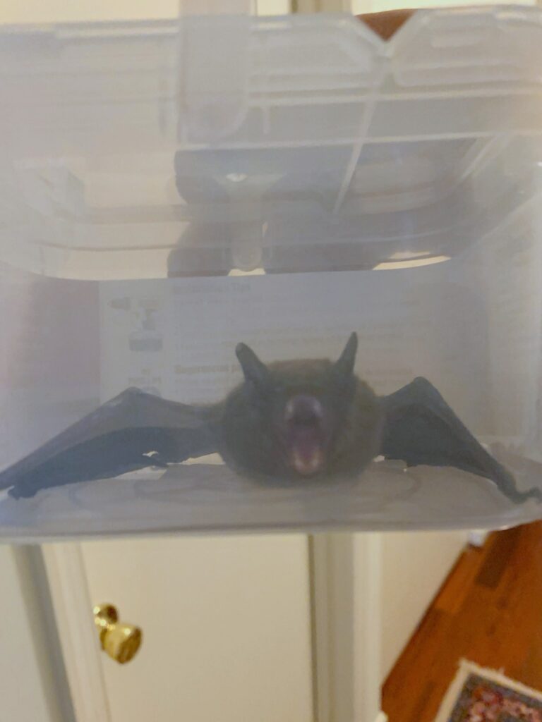 bat in plastic box; Is Trapping Bats Legal