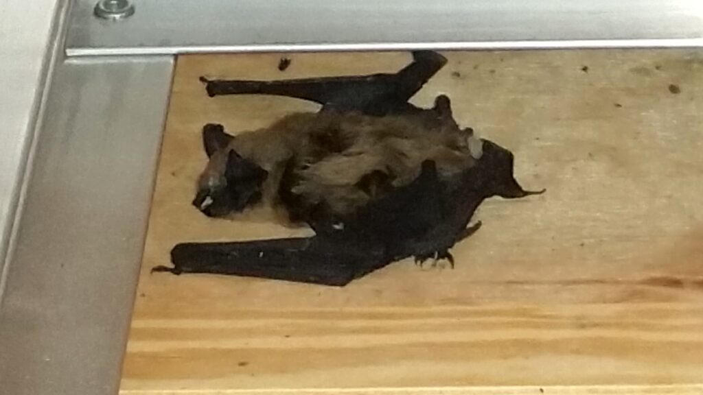 bat laying down
