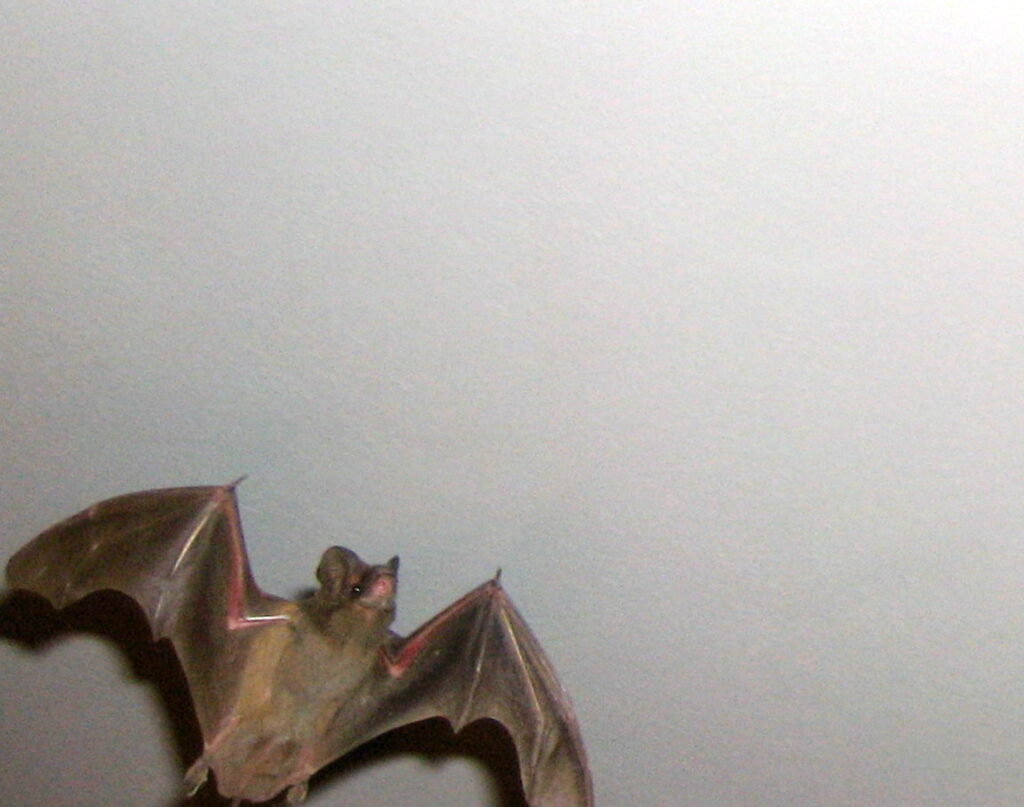 bat mid-flight